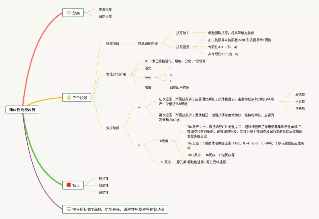 适应性免疫应答思维导图-3