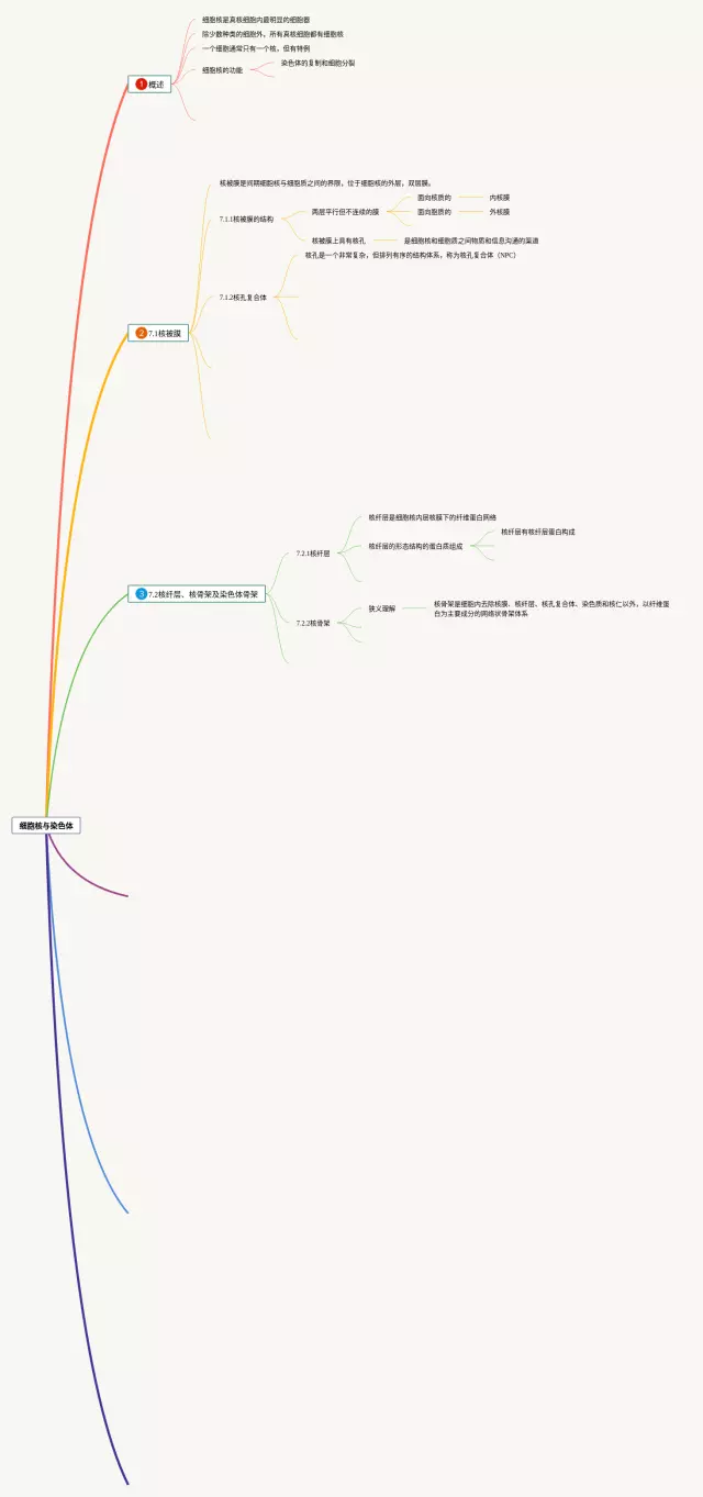 细胞核与染色体思维导图-2