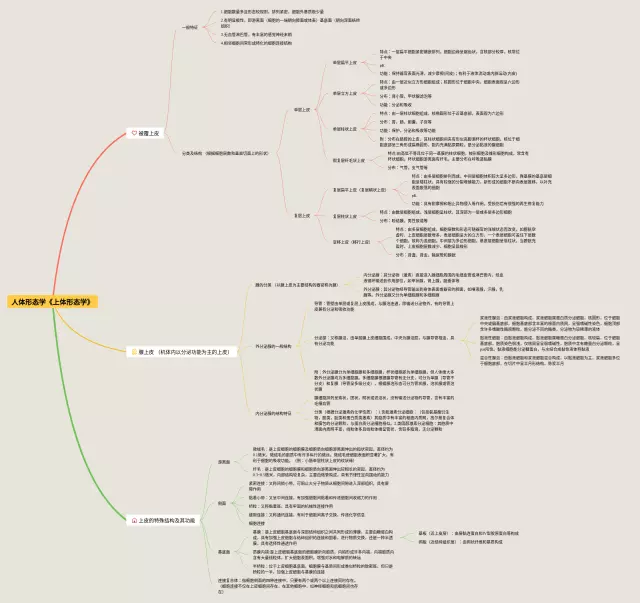 人体形态学思维导图-2