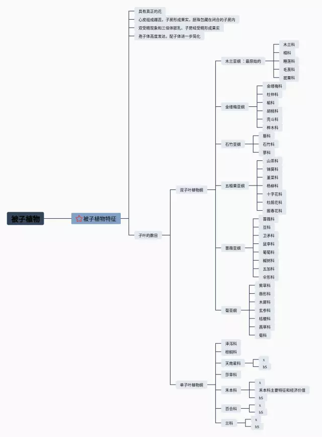 被子植物的思维导图-4