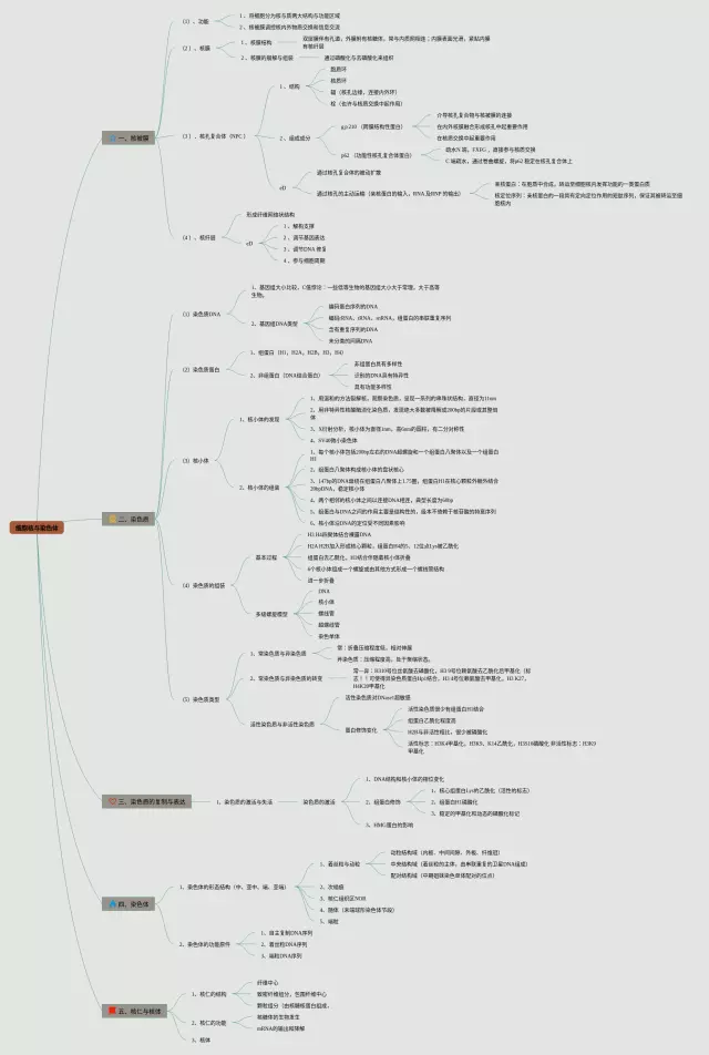 细胞核与染色体思维导图-3