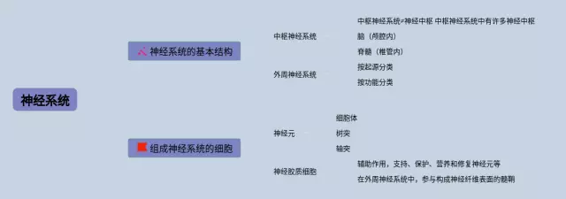 七下神经系统思维导图-1