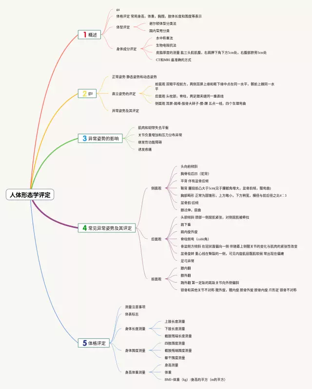 人体形态学思维导图-1