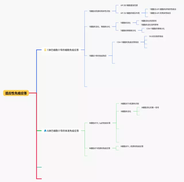 适应性免疫应答思维导图-4