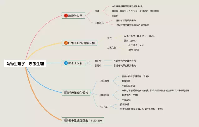 人体及动物生理学呼吸思维导图-2
