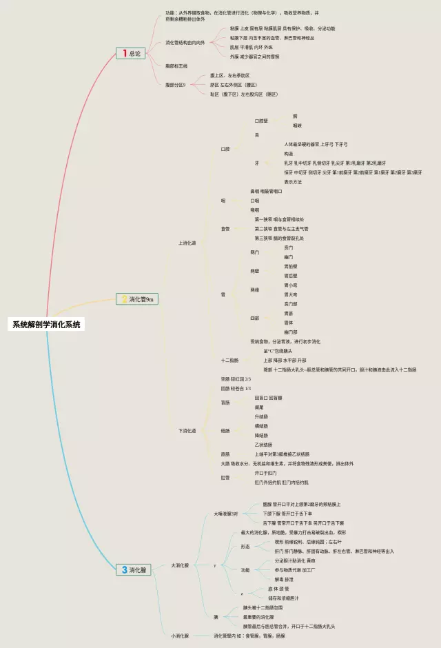 解剖学消化系统思维导图-1