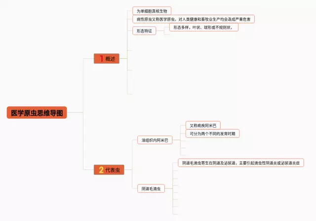 医学思维导图-4