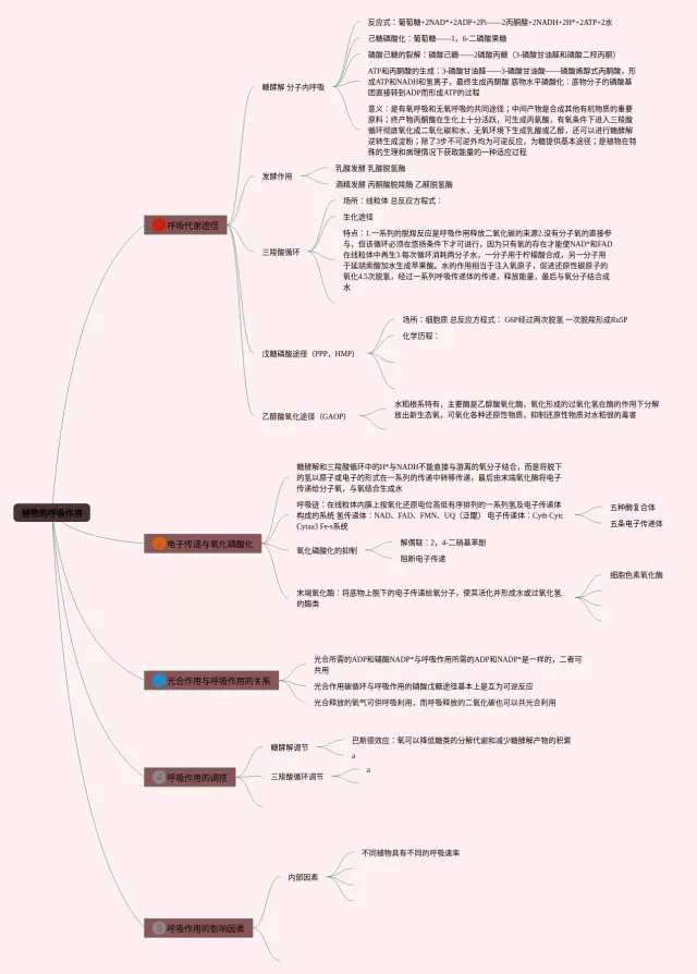 初一植物呼吸作用思维导图-1