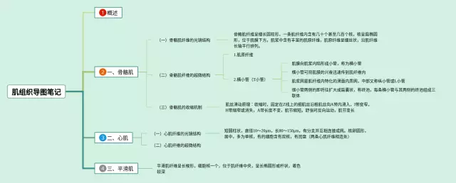 肌组织思维导图-2