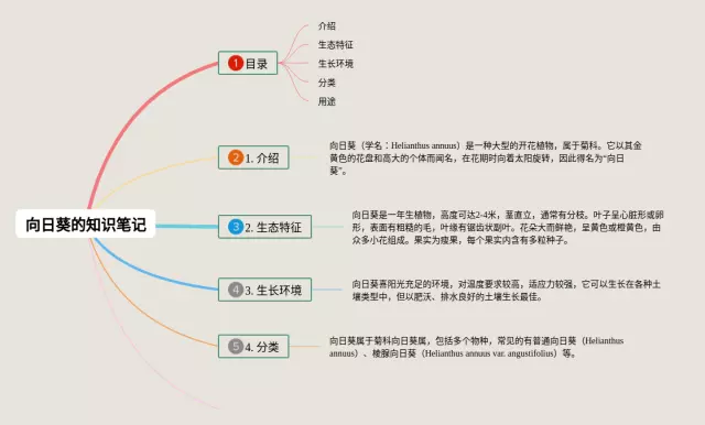 向日葵的怎么画思维导图-3