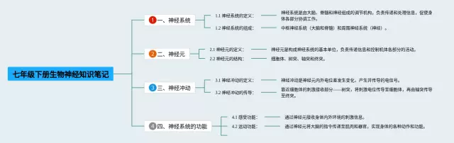 七年级下册神经思维导图-4