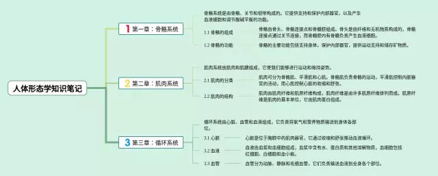 人体形态学思维导图-3