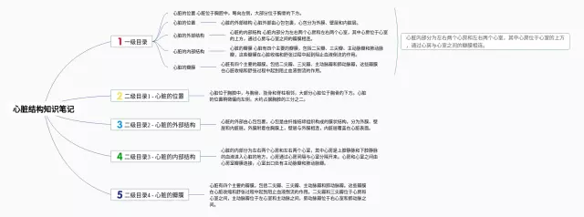 心脏结构思维导图-4