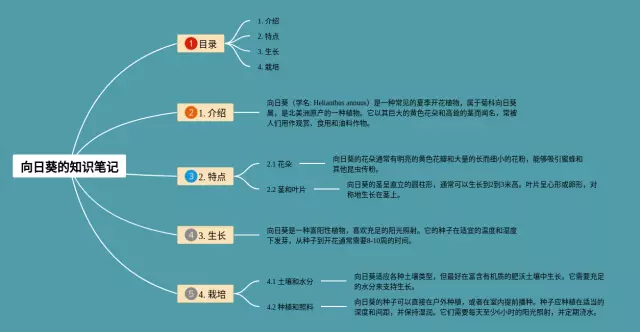 向日葵的怎么画思维导图-4