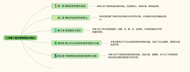 七年级下册神经思维导图-3