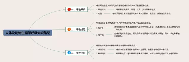 人体及动物生理学呼吸思维导图-1